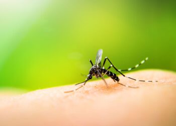 Día Internacional contra el Dengue: datos claves que debes tener en cuenta sobre esta enfermedad