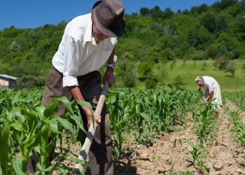 Gobierno dará bono a agricultores para la compra de fertilizantes