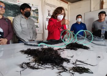 UCV construye módulo para desarrollar proyecto de preservación y protección del yuyo