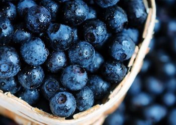 Presencia de arándanos peruanos se fortalece en el exterior