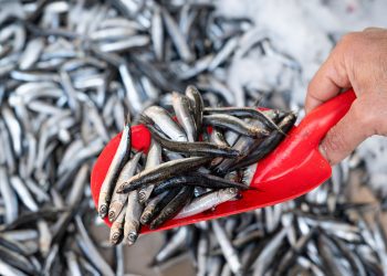 Perú: produce autoriza segunda temporada de pesca industrial de anchoveta