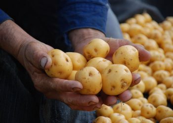 Otuzco: productores de papa amarilla buscan su reactivación en feria regional