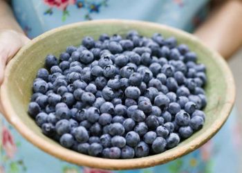 Productores peruanos de arándanos fijan interés en cuatro nuevos países