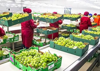 Perú: volumen de exportación de uva de mesa en la campaña 2022-2023 crecería cerca del 20%