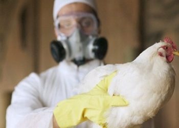 Gripe aviar: el riesgo de contagio en humanos y aves silvestres