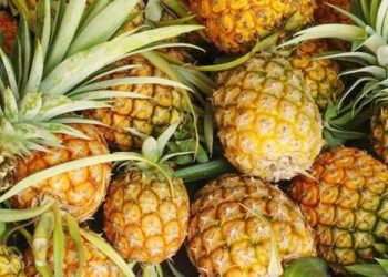 La Libertad: incrementa la siembra de piña golden en los valles de Virú, Chao y Poroto