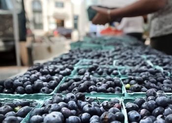 Envíos de arándanos peruanos a EE. UU. crece en 30%: estos son los países que más lo adquieren