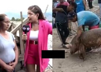 ¡Lo cocinaron! Cerdo rescatado en el río Chillón terminó en la olla sin autorización de la dueña