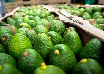 Perú podría ser uno de los grandes exportadores de palta en 2030