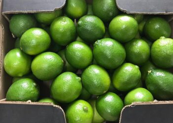 Exportación de limón aumenta en porcentajes importantes