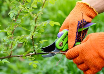 Las plantas «gritan» cuando son cortadas o cuando están bajo un estrés intenso, según estudio