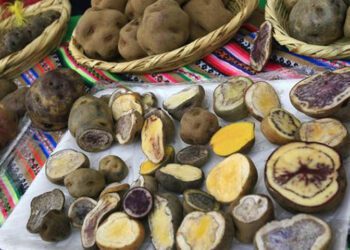 ADEX: exportaciones peruanas de papa sumaron US$ 542.614 en el primer trimestre de 2023