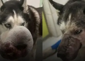 Veterinarios le salvan la vida a Rex, el perro con un tumor, al que nadie quería operar