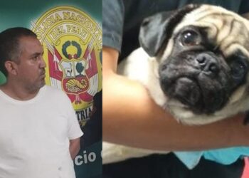 A la cárcel: condenan a un año y seis meses de prisión efectiva a sujeto que apuñaló a perrita