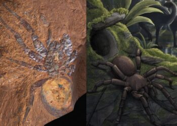 Australia: hallan fósil de araña gigante que vivió hace 16 millones de años