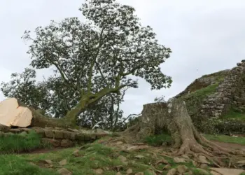 Mundo: detienen a joven por talar el famoso árbol de la película «Robin Hood»