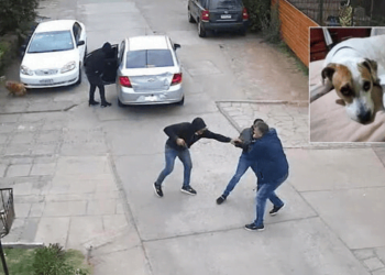 México: perrito muere baleado por intentar defender a sus dueños de asalto