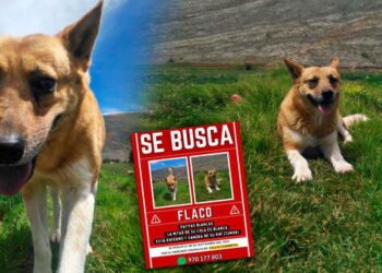 ¿Has visto a ‘Flaco’? perrito con cáncer viajaba para iniciar quimioterapias, pero se pierde en el trayecto