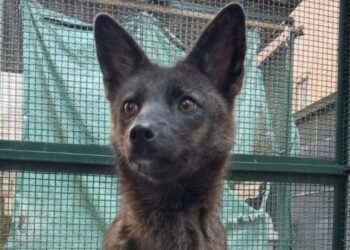 Brasil: un híbrido perro-zorro causa asombro en el mundo