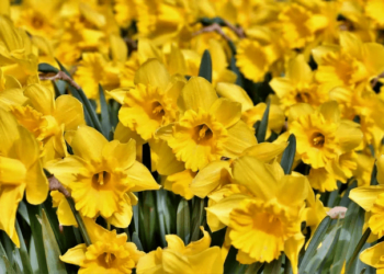 ¿Por qué se regalan flores amarillas el 21 de septiembre?