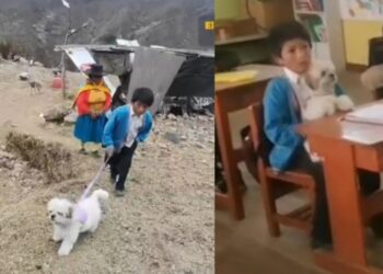 Viral: niño camina desde su casa hasta el colegio siempre acompañado de su perrita
