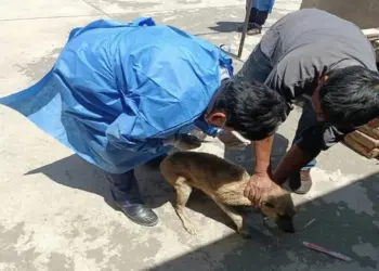 Mujer infectada con rabia humana está internada en UCI