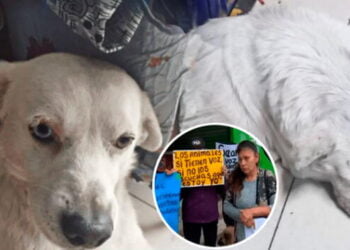 Lima: ultrajan y asesinan a perrito guardián de un mercado