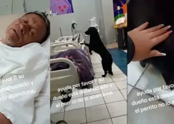 Lima: abuelito pide que adopten a su perrito ‘Firulais’, tras quedar desahuciado