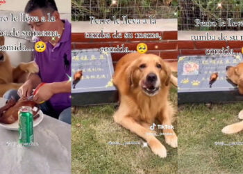 ¡Lo más hermoso que verás hoy! Perrito enternece al visitar tumba de su mamá labradora