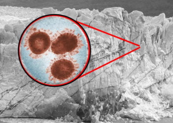 Mundo: logran revivir ‘virus zombis’ que permanecieron inactivos por 50 mil años