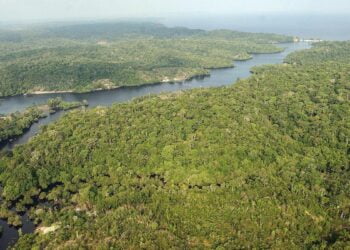 Investigadores hallan un nuevo animal desconocido en el Amazonas