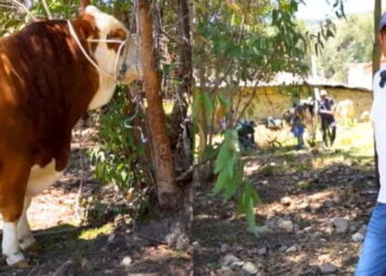 Le ofrecen 38 mil soles por su toro a ganadero, pero este rechaza oferta: «¿Es toro de oro?»