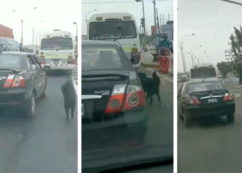 Lima: familia abandona a perrito en plena autopista