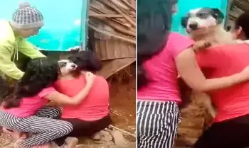 Piura: pobladores rescatan a perrito atrapado entre escombros