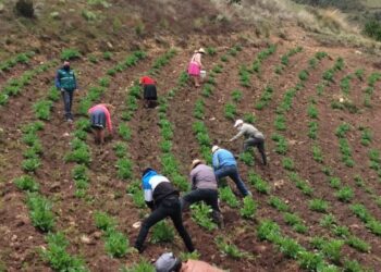 Sector agropecuario crecería en 3.5 % al cierre de 2024
