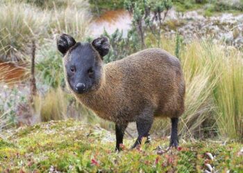 Descubren nueva especie de mamífero en Perú: el pudú de la yunga