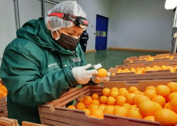 Productos peruanos con potencial de exportación a Argentina ante nuevas medidas de apertura comercial