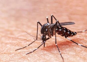 Aseguran que se pierden aproximadamente 1 800 millones de dólares en los países con mayor incidencia de dengue