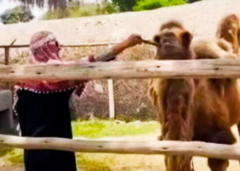 Lima: sujeto vestido de ‘árabe’ ingresó sin permiso a zona de camellos en Parque de La Leyendas