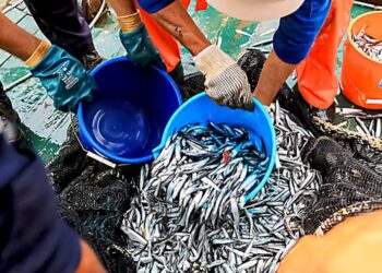 Primera temporada de pesca de anchoveta aportará con 0.5 % al PBI del 2024