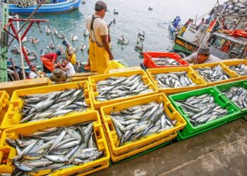 Producción pesquera en primera temporada 2024 alcanza cifras récord