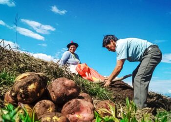Producción nacional agropecuaria crece 6.3% entre enero y abril del presente año