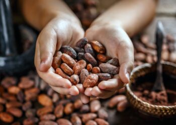 Exportaciones de cacao, quinua y cebolla superaron los 180 millones de dólares entre enero y abril