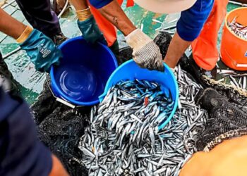 Pesca de anchoveta generaría hasta US$1.800 mlls. en exportaciones, pero no será suficiente para la recuperación del sector