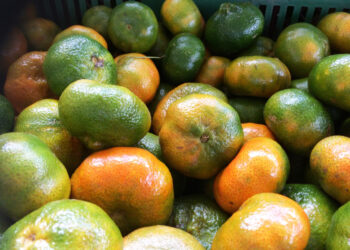 Mandarina peruana llegó a 24 países en mayo de 2024