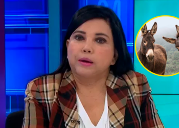 Mincetur anuncia que Perú exportará carne de burro a China