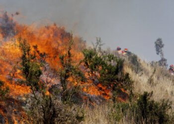 Renacer Verde: Colectivo ciudadano exige estado de emergencia por incendios forestales 