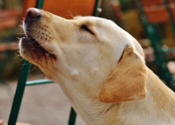 ¿Qué significa cuando los perros aúllan y lloran? Descubre lo que intentan decirte.