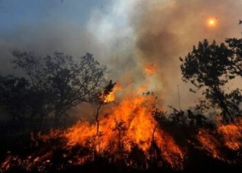 El sector privado suma acciones para hacer frente a los incendios forestales