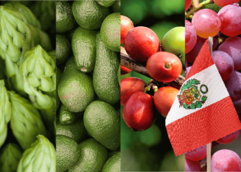 Exportaciones peruanas crecen 7.2% en el primer semestre de 2024